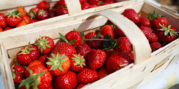 W Święto Truskawki optymizmu wśród plantatorów brak. - Tak źle jeszcze nie było - mówią