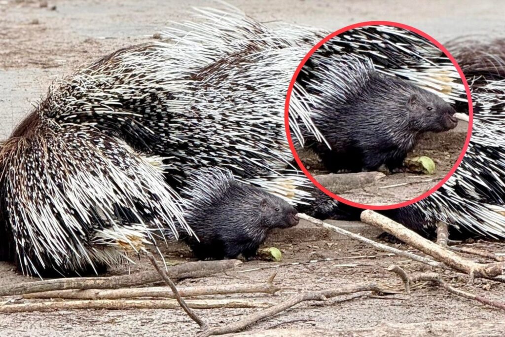 Powiększyła się grupa jeżozwierzy w zoo w Lisowie