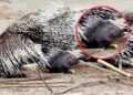 Powiększyła się grupa jeżozwierzy w zoo w Lisowie