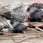 Powiększyła się grupa jeżozwierzy w zoo w Lisowie