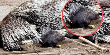 Powiększyła się grupa jeżozwierzy w zoo w Lisowie