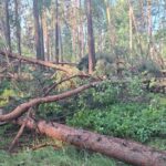 źródło: Nadleśnictwo Radoszyce