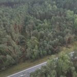 źródło: Nadleśnictwo Radoszyce