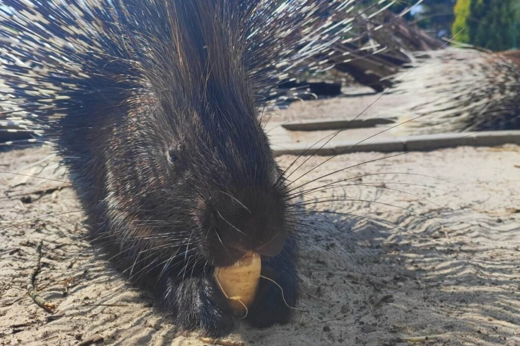 Powiększyła się grupa jeżozwierzy w zoo w Lisowie - Radio Kielce