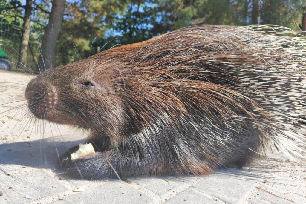 Powiększyła się grupa jeżozwierzy w zoo w Lisowie - Radio Kielce