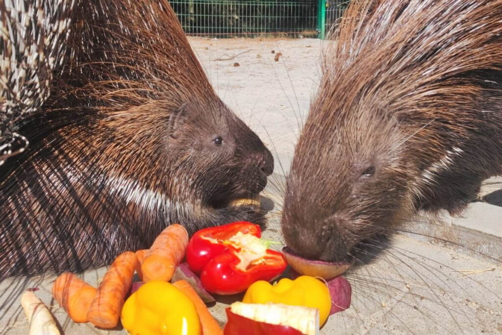 Powiększyła się grupa jeżozwierzy w zoo w Lisowie - Radio Kielce