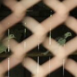 Po śmierci założyciela Ptasi Azyl walczy o przetrwanie - Radio Kielce Ptasi Azyl w Złotej / Fot. Marta Gajda-Kruk - Radio Kielce