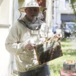 09.06.2026. Kielce. Zbiory miodu z pasieki przy Politechnice Świętokrzyskiej / Fot. Jarosław Kubalski - Radio Kielce