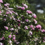 Róże i nie tylko. Bezpłatny weekend w Ogrodzie Botanicznym - Radio Kielce