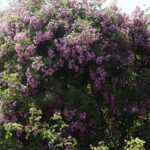 Róże i nie tylko. Bezpłatny weekend w Ogrodzie Botanicznym - Radio Kielce