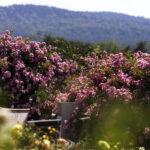 Róże i nie tylko. Bezpłatny weekend w Ogrodzie Botanicznym - Radio Kielce