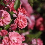 Róże i nie tylko. Bezpłatny weekend w Ogrodzie Botanicznym - Radio Kielce