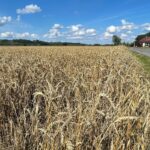 Staropolskie żniwa odtworzono w Sandomierzu - Radio Kielce 25.07.2026. Nadbrzezie. Staropolskie żniwa / Fot. Grażyna Szlęzak-Wójcik - Radio Kielce