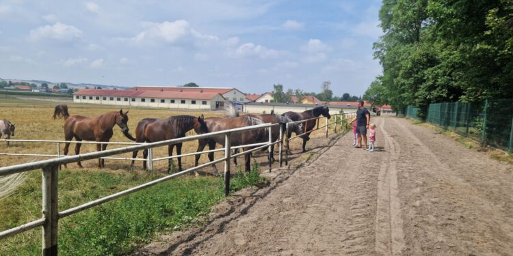 Konie i gospodynie w szlachetnej rywalizacji. W Michałowie uczta dla ducha i ciała - Radio Kielce Fot. Marzena Smoręda