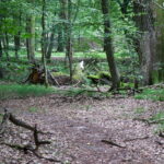 Puszcza Niepołomicka / Fot. Stanisław Blinstrub – Radio Kielce