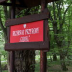 Puszcza Niepołomicka / Fot. Stanisław Blinstrub – Radio Kielce