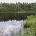 Puszcza Niepołomicka / Fot. Stanisław Blinstrub – Radio Kielce