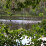 Puszcza Niepołomicka / Fot. Stanisław Blinstrub – Radio Kielce