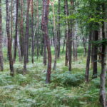 Puszcza Niepołomicka / Fot. Stanisław Blinstrub – Radio Kielce