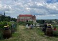 Sandomierscy dominikanie i lokalne winiarstwo mają 800 lat - Radio Kielce Sandomierscy dominikanie i lokalne winiarstwo mają 800 lat