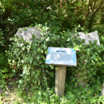 Marcule. Arboretum / Fot. Magdalena Galas-Klusek – Radio Kielce