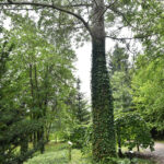 Marcule. Arboretum / Fot. Magdalena Galas-Klusek – Radio Kielce