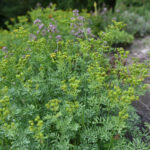 Marcule. Arboretum / Fot. Magdalena Galas-Klusek – Radio Kielce