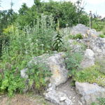 Marcule. Arboretum / Fot. Magdalena Galas-Klusek – Radio Kielce