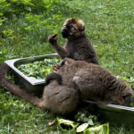Sukces hodowlany świętokrzyskiego ogrodu zoologicznego - Radio Kielce Sukces hodowlany świętokrzyskiego ogrodu zoologicznego - Radio Kielce