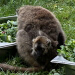 Sukces hodowlany świętokrzyskiego ogrodu zoologicznego - Radio Kielce Sukces hodowlany świętokrzyskiego ogrodu zoologicznego - Radio Kielce