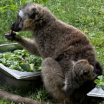 Sukces hodowlany świętokrzyskiego ogrodu zoologicznego - Radio Kielce Sukces hodowlany świętokrzyskiego ogrodu zoologicznego - Radio Kielce