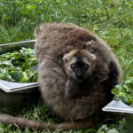 Sukces hodowlany świętokrzyskiego ogrodu zoologicznego - Radio Kielce Sukces hodowlany świętokrzyskiego ogrodu zoologicznego