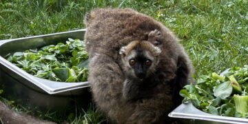 Sukces hodowlany świętokrzyskiego ogrodu zoologicznego