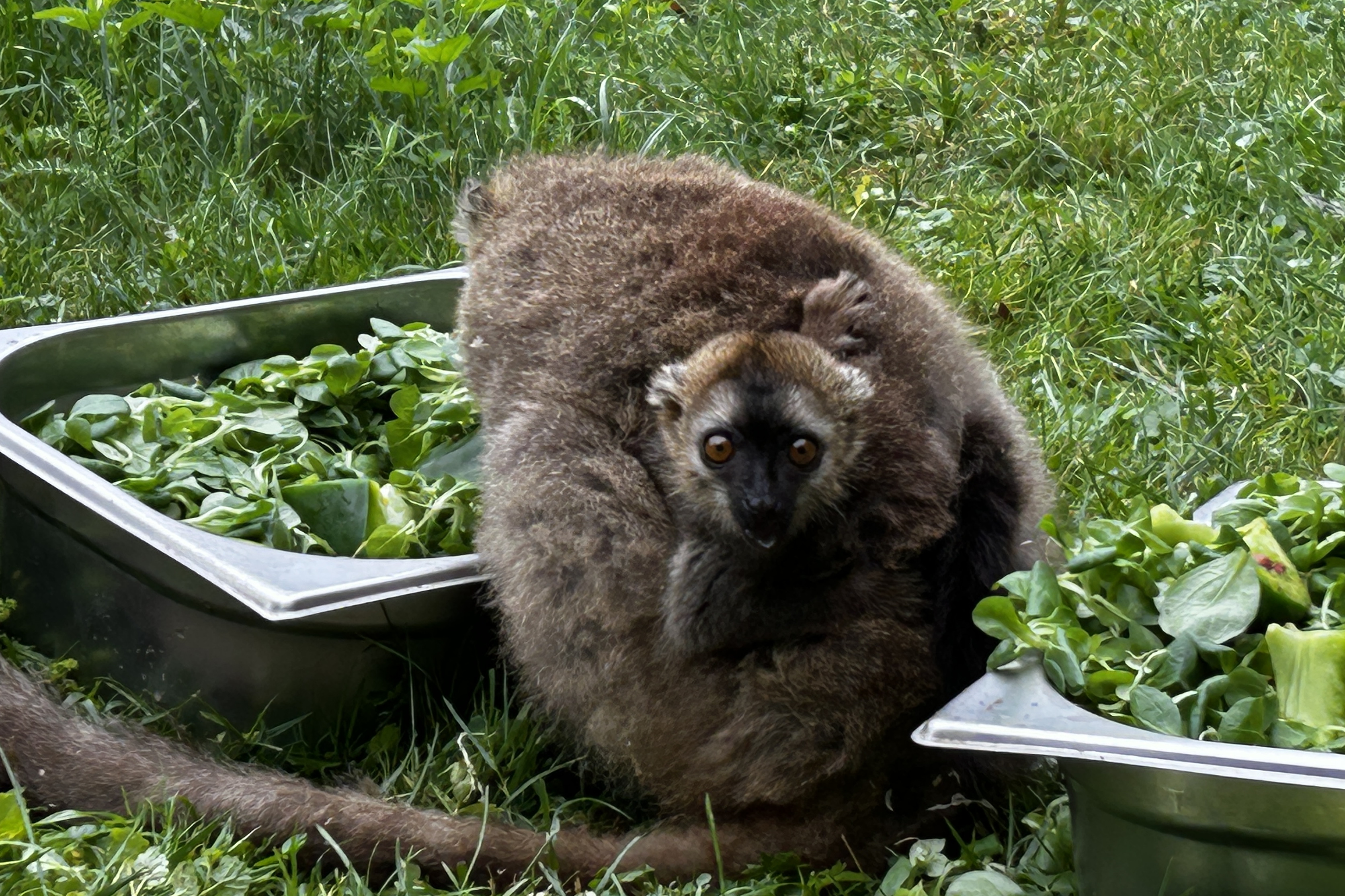 Sukces hodowlany świętokrzyskiego ogrodu zoologicznego