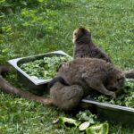 Sukces hodowlany świętokrzyskiego ogrodu zoologicznego - Radio Kielce Sukces hodowlany świętokrzyskiego ogrodu zoologicznego - Radio Kielce