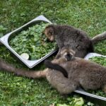 Sukces hodowlany świętokrzyskiego ogrodu zoologicznego - Radio Kielce Sukces hodowlany świętokrzyskiego ogrodu zoologicznego - Radio Kielce