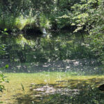 Tomaszów Mazowiecki. Niebieskie Źródła / Fot. Paweł Kwiatkowski – Radio Łódź