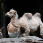 Opole. Ogród Zoologiczny / źródło: Radio Opole