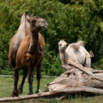 Opole. Ogród Zoologiczny / źródło: Radio Opole