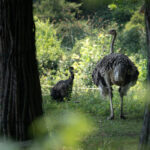 Opole. Ogród Zoologiczny / źródło: Radio Opole