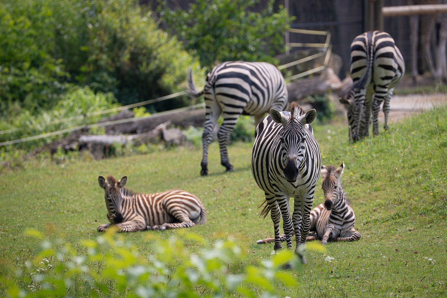 Opole. Ogród Zoologiczny / źródło: Radio Opole