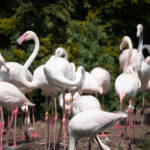 Opole. Ogród Zoologiczny / źródło: Radio Opole