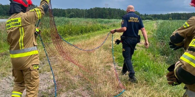 Mundurowi uratowali ptaka pod ścisłą ochroną - Radio Kielce Mundurowi uratowali ptaka pod ścisłą ochroną