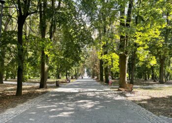 Sandomierz. Główna aleja w Parku Saskim / Fot. Grażyna Szlęzak-Wójcik - Radio Kielce