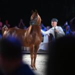 09.08.2026. Janów Podlaski. Ogier Erantis na aukcji Koni Arabskich Czystej Krwi Pride of Poland / Fot. PAP/Wojtek Jargiło