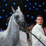 09.08.2026. Janów Podlaski. Klacz El Gazona na aukcji Koni Arabskich Czystej Krwi Pride of Poland / Fot. PAP/Wojtek Jargiło