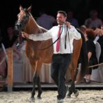 09.08.2026. Janów Podlaski. Klacz Perlita na aukcji Koni Arabskich Czystej Krwi Pride of Poland / Fot. PAP/Wojtek Jargiło
