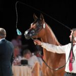 09.08.2026. Janów Podlaski. Klacz Perlita na aukcji Koni Arabskich Czystej Krwi Pride of Poland / Fot. PAP/Wojtek Jargiło