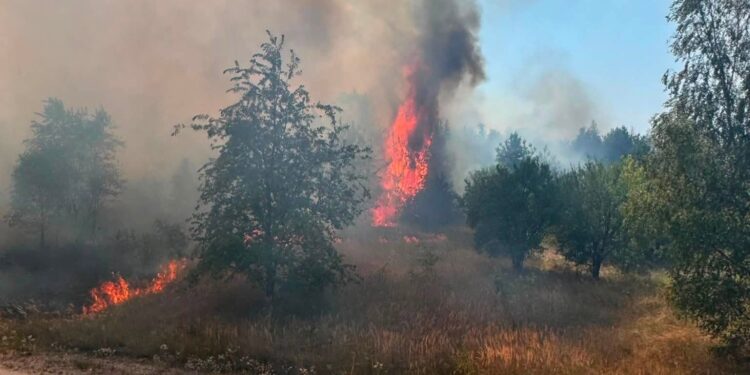 Pożar lasów w powiecie jędrzejowskim