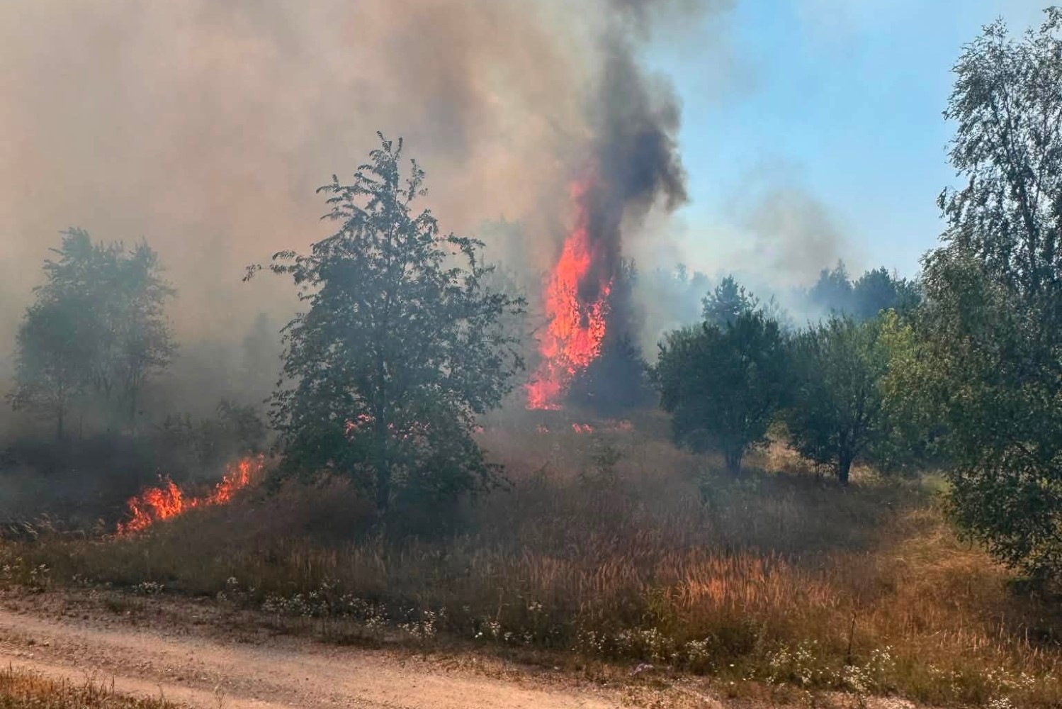 Pożar lasów w powiecie jędrzejowskim